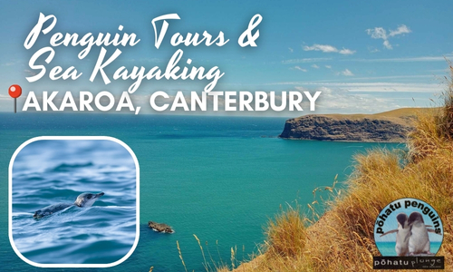 Penguin Tours and Sea Kayaking Akaroa New Zealand