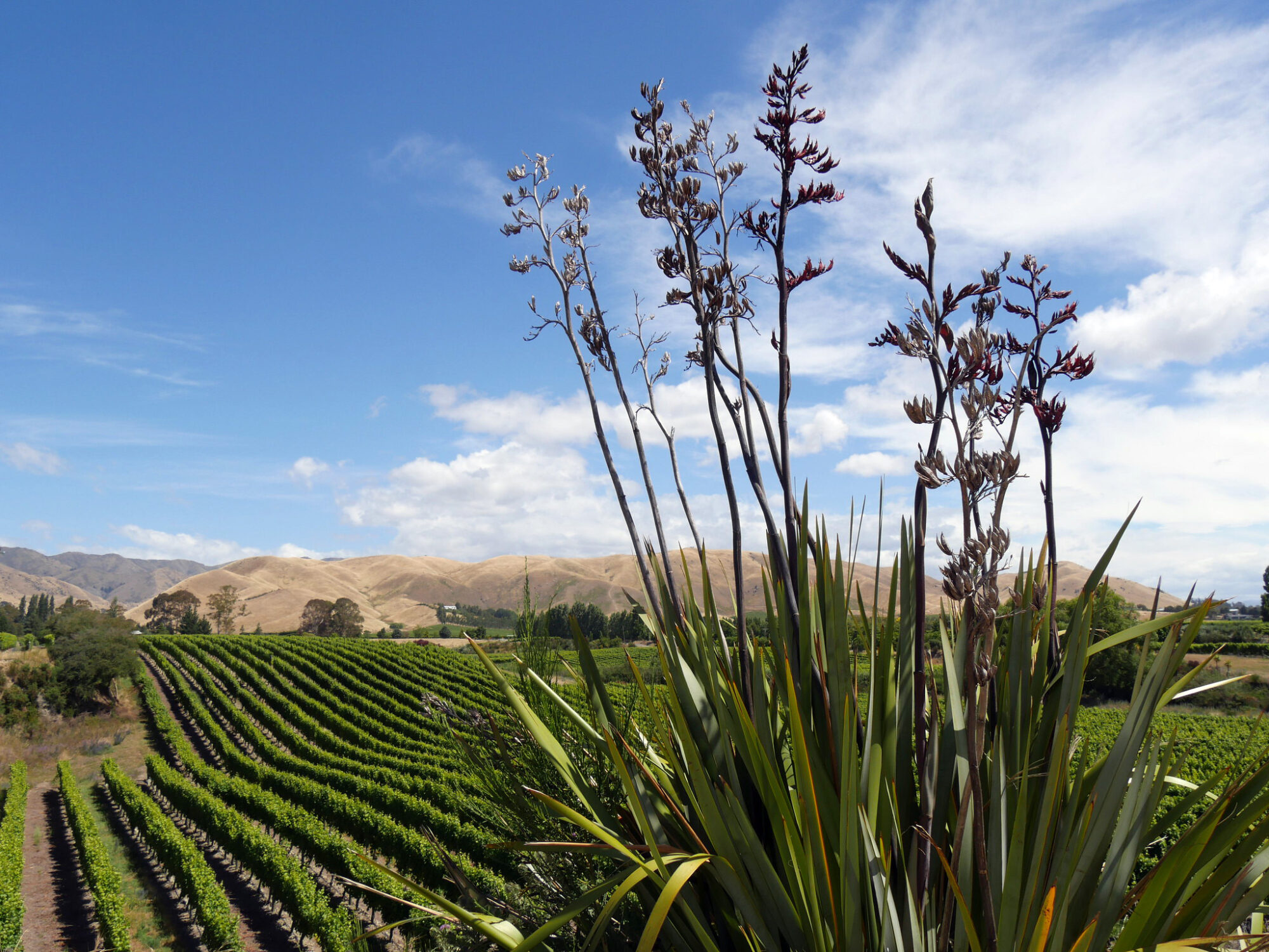 Marlborough Region NZ