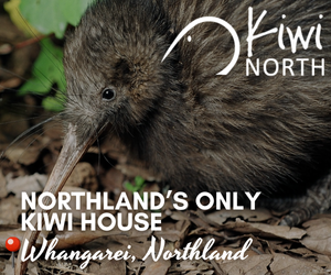 Northland’s only Kiwi House at Kiwi North Whangārei