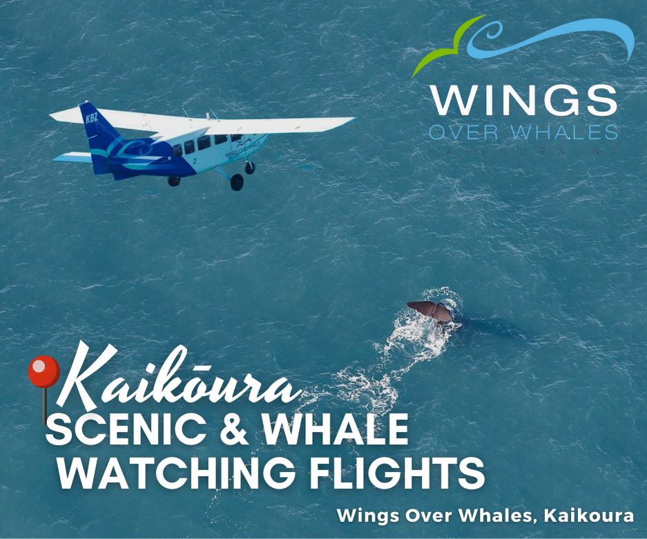 Whale Watching Tours Kaikoura